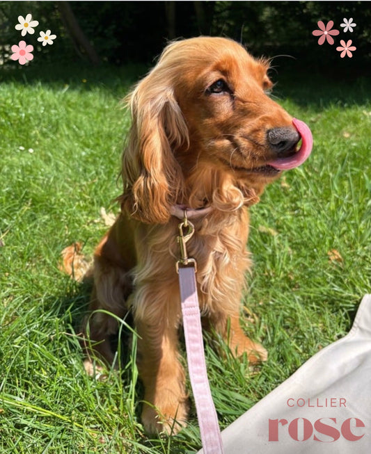 Kit pour Chiot - Rose