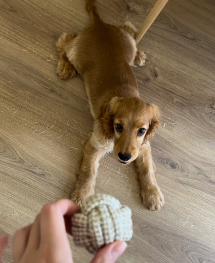 5 jouets en corde