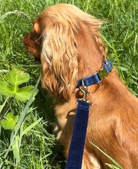 Kit pour chiot - Bleu