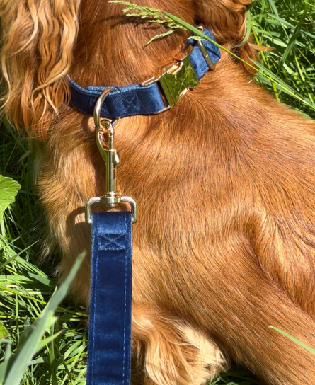 Duo Collier & Laisse - Bleu Roi