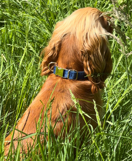 Kit pour chiot - Bleu