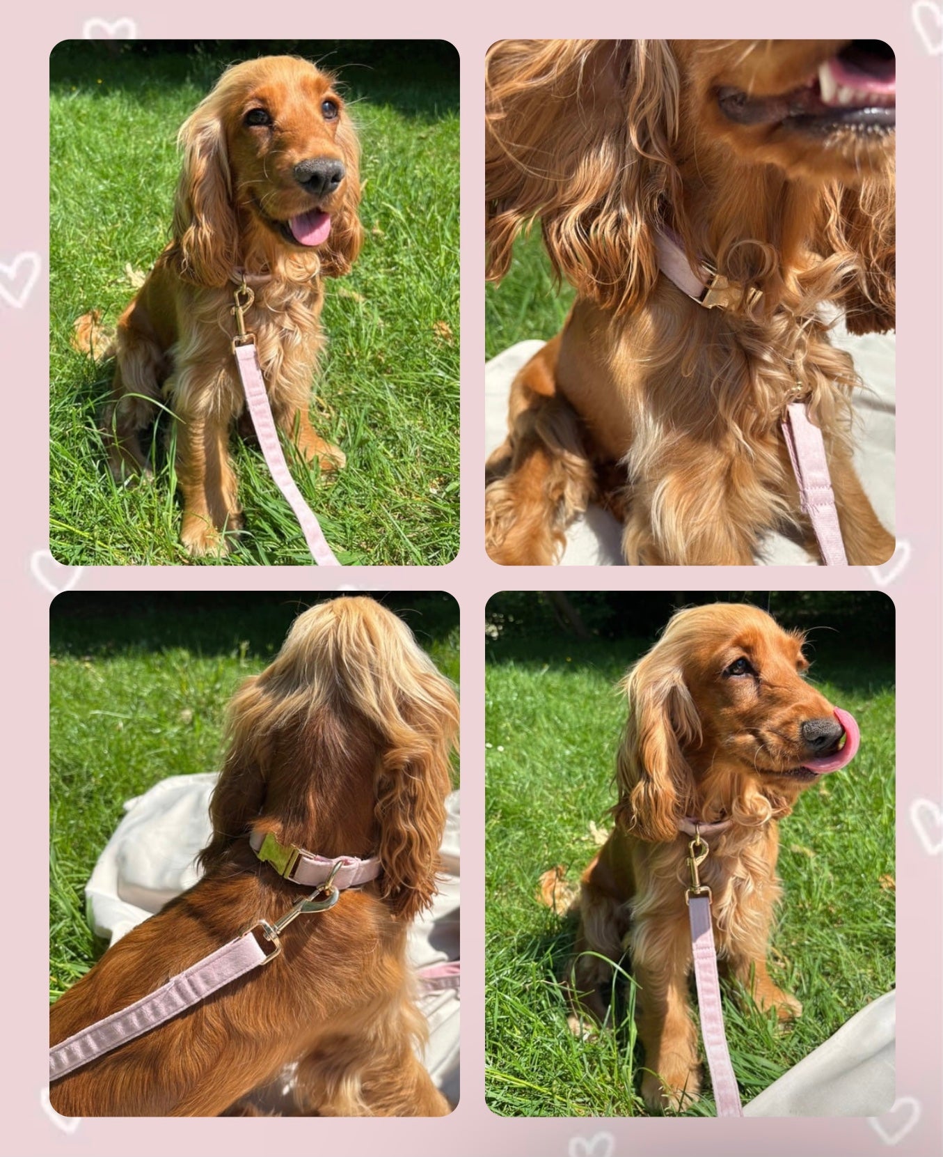 Kit pour Chiot - Rose