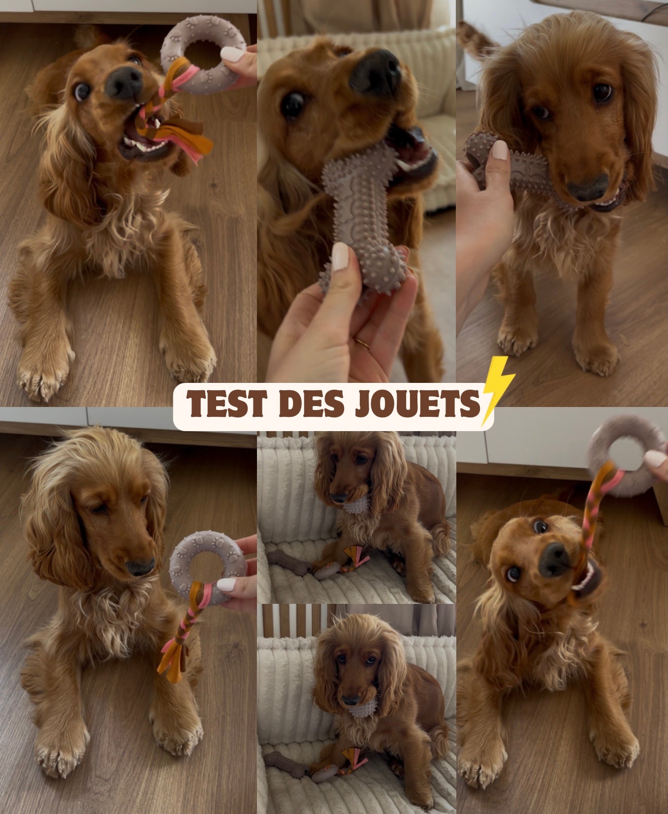 Kit pour chiot - Beige