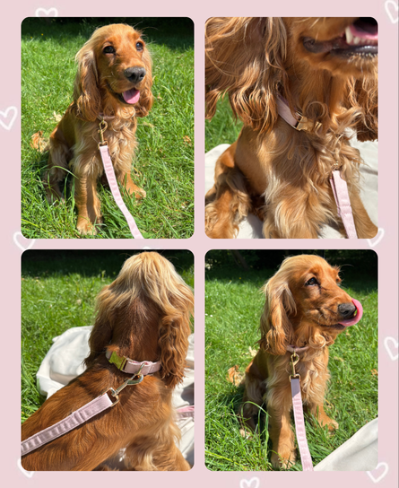 Duo Collier & Laisse - Rose