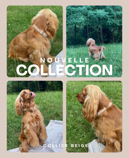 Kit pour chiot - Beige