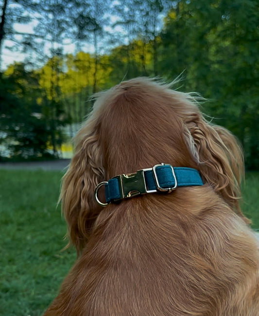 Duo Collier & Laisse - Vert