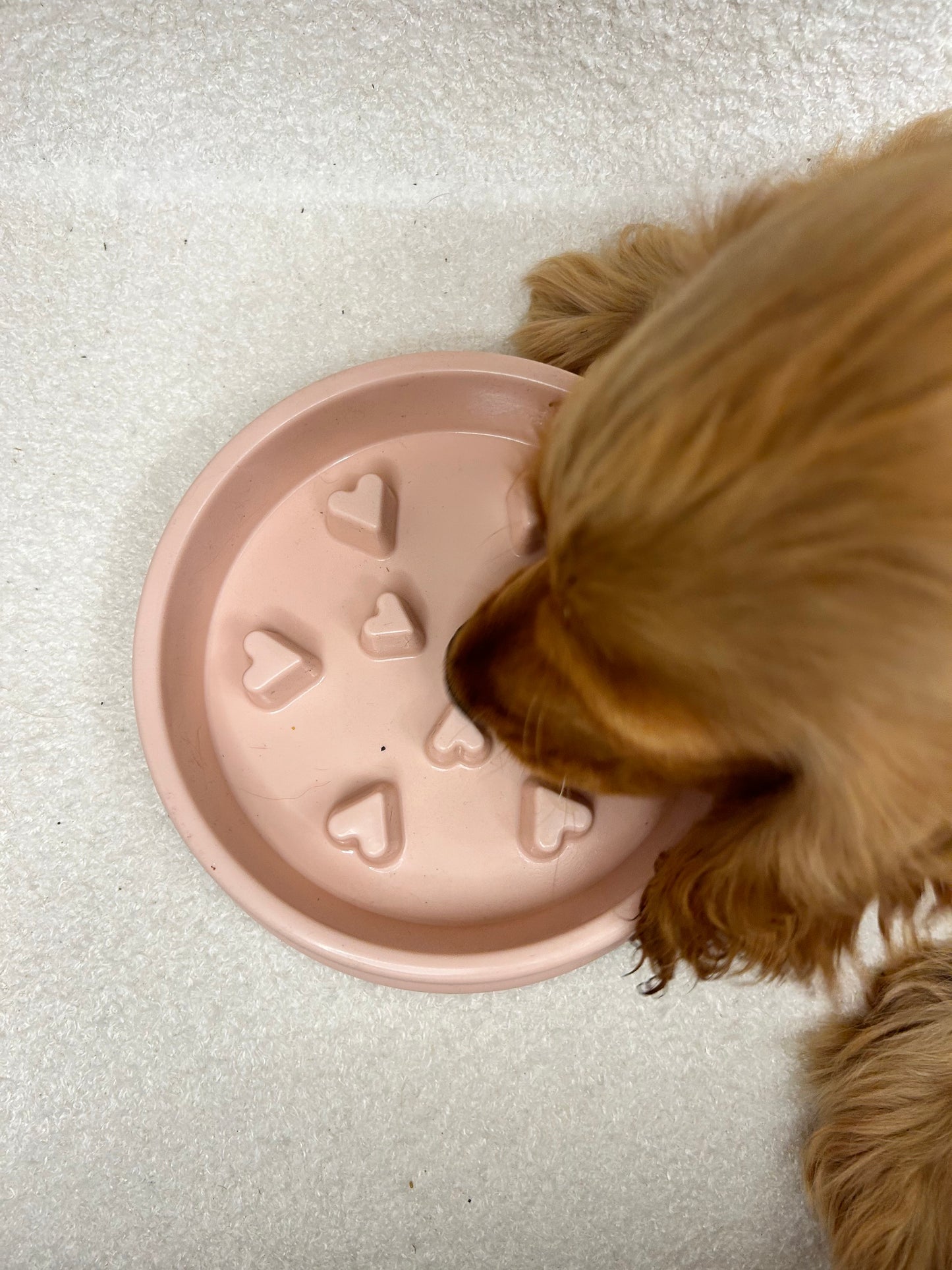 Gamelle rose à coeurs